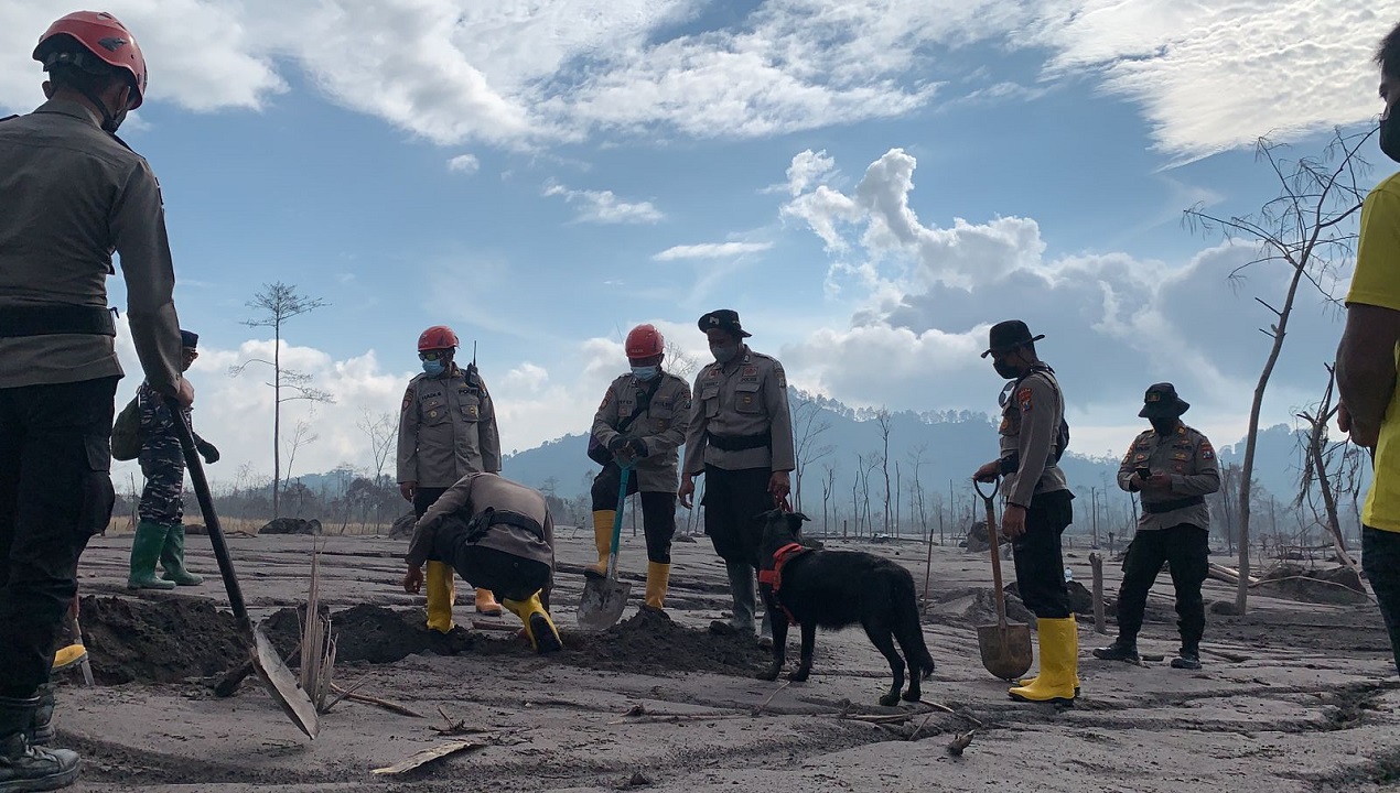 Penanganan Paska Erupsi Semeru Memasuki Status Transisi Darurat